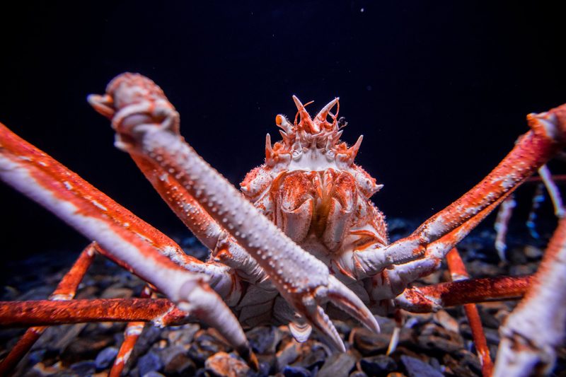 Japanische Riesenkrabbe: Die grösste Krebsart der Welt