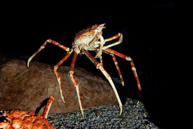Japanische Riesenkrabbe: Die grösste Krebsart der Welt