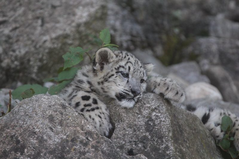 Die 8 besten Zoos in Deutschland und Frankreich für einen Tagesausflug