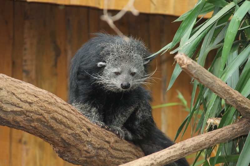 Die 8 besten Zoos in Deutschland und Frankreich für einen Tagesausflug