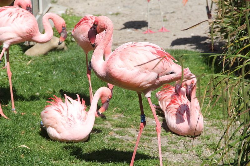 Die 8 besten Zoos in Deutschland und Frankreich für einen Tagesausflug