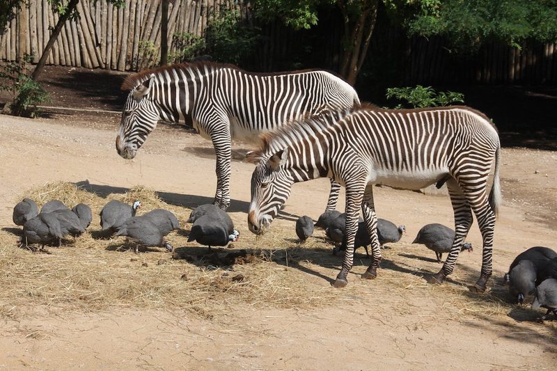 Die 8 besten Zoos in Deutschland und Frankreich für einen Tagesausflug