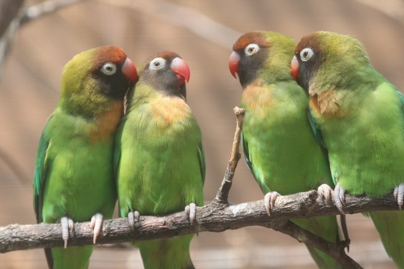 Die 8 besten Zoos in Deutschland und Frankreich für einen Tagesausflug