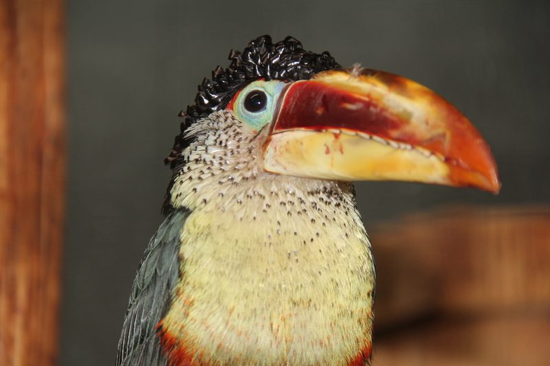 Die 8 besten Zoos in Deutschland und Frankreich für einen Tagesausflug