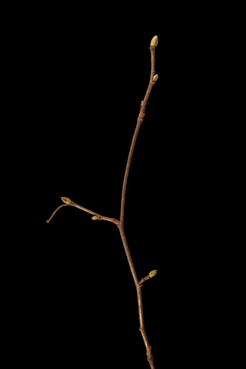 Sträucher anhand ihrer Knospen im Frühling erkennen