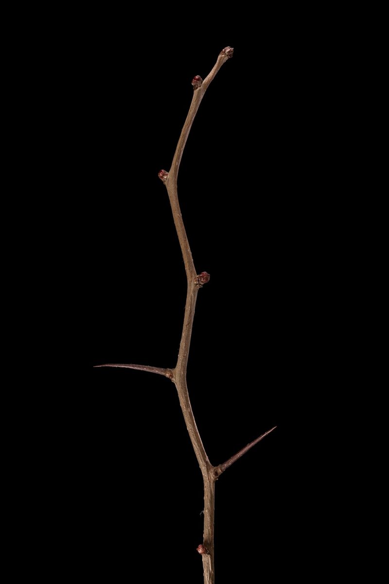 Sträucher anhand ihrer Knospen im Frühling erkennen