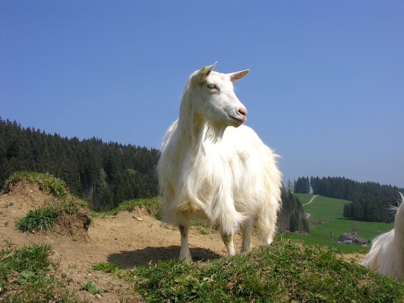 Die elegante weisse Appenzellerziege