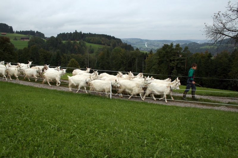 Die elegante weisse Appenzellerziege