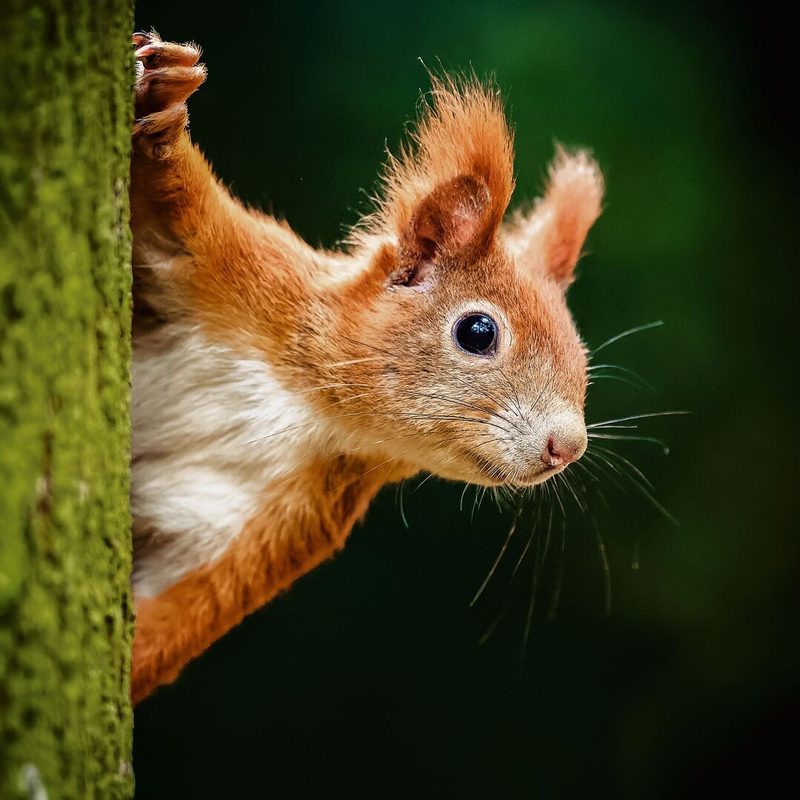 Eichhörnchen