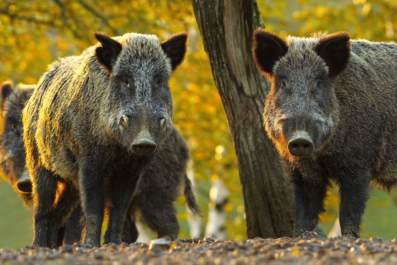 Wildschweine