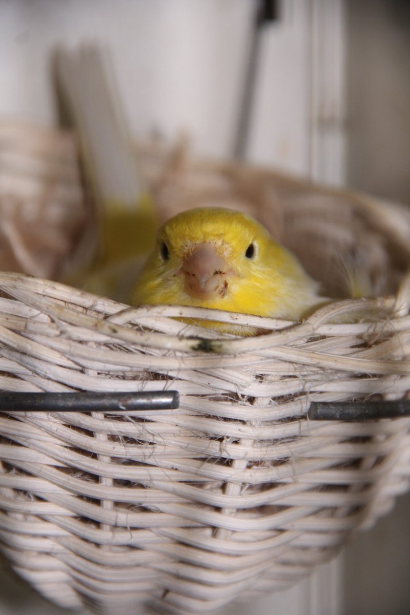 Wenn Vögel brüten wollen