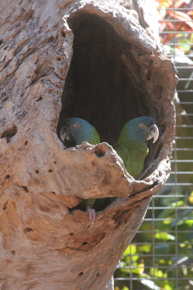 Wenn Vögel brüten wollen
