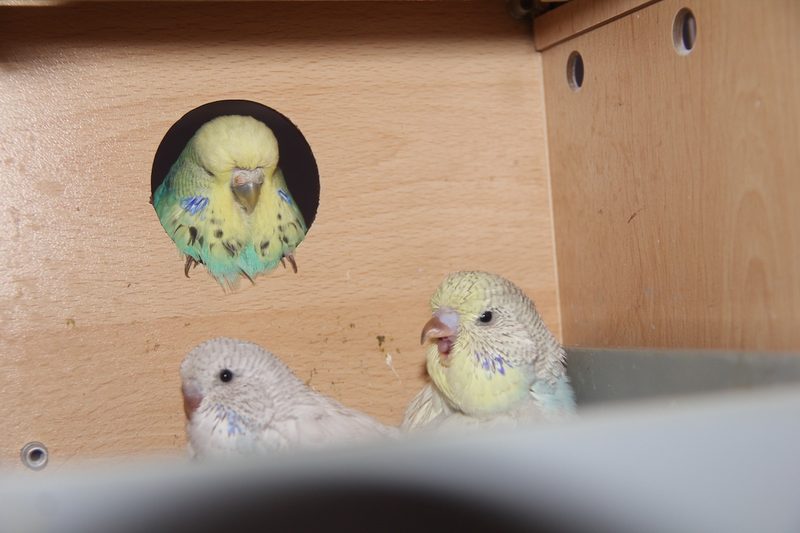 Wenn Vögel brüten wollen