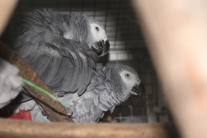 Wenn Vögel brüten wollen