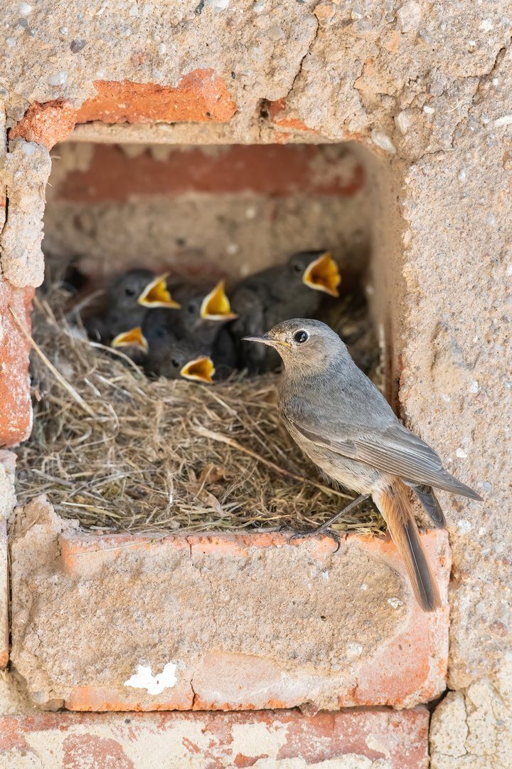 Vielfältige tierische Mitbewohner – Tipps zur Förderung nützlicher Wildtiere rund um Haus und Garten