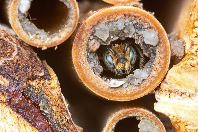 Vielfältige tierische Mitbewohner – Tipps zur Förderung nützlicher Wildtiere rund um Haus und Garten