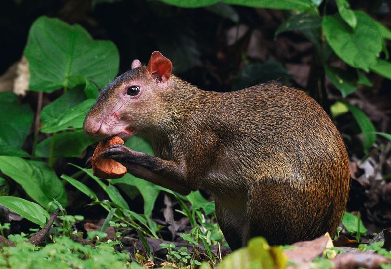 Im Amazonasgebiet sind Agutis fast die einzigen Tiere, die mit ihrem starken Gebiss die harten Kapselfrüchte der Paranuss öffnen können.