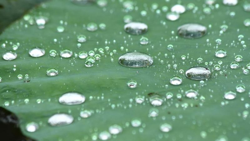 Lotuseffekt auf Lotusblatt