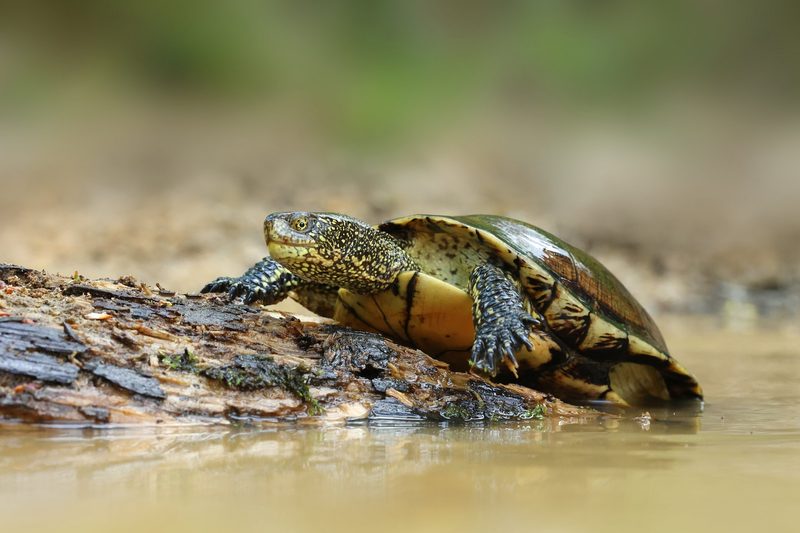 Ausgestorbene Tiere kehren zurück