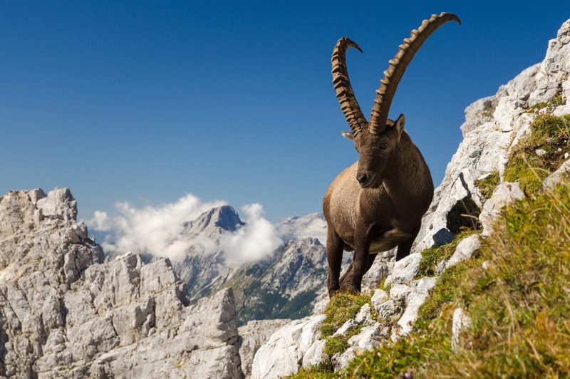 Ausgestorbene Tiere kehren zurück
