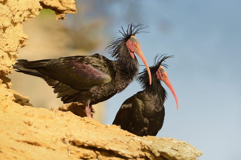 Ausgestorbene Tiere kehren zurück