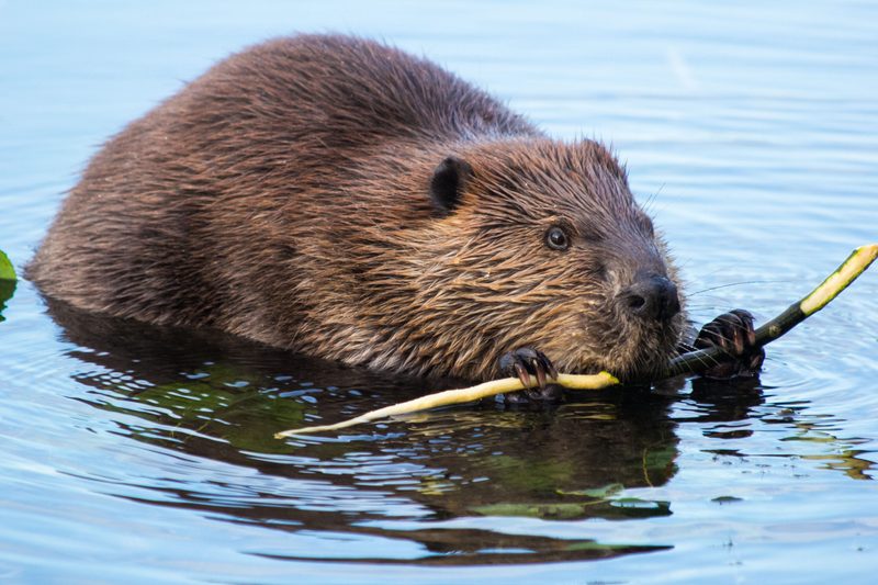 Ausgestorbene Tiere kehren zurück