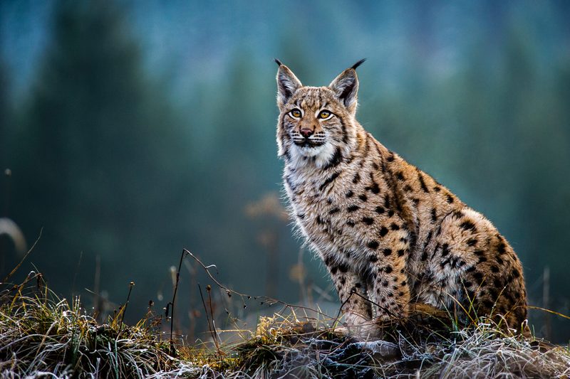 Ausgestorbene Tiere kehren zurück