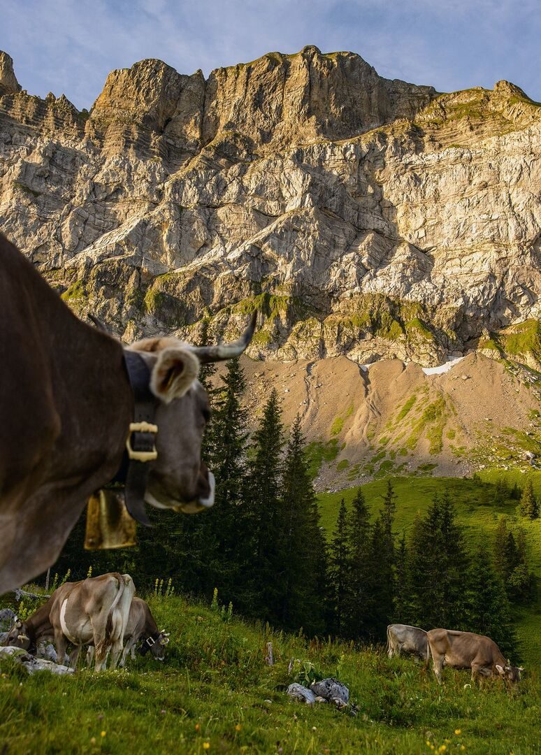 Mit ihren Fotos möchte Tina Sturzenegger die Betrachterinnen dazu einladen die abgebildeten Höfe auf eigene Faust zu entdecken und Tiere und Land-wirtinnen kennenzulernen.
