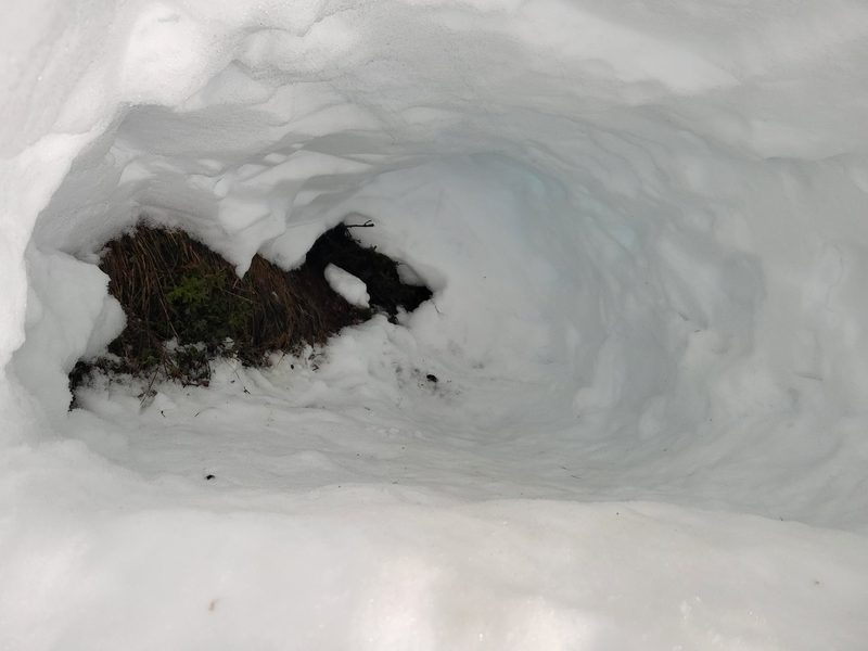 Von Iglus, Schneehöhlen und Co.: Survival Kurs im Winter