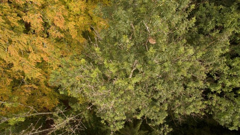 Nest der Asiatischen Hornisse im Baum
