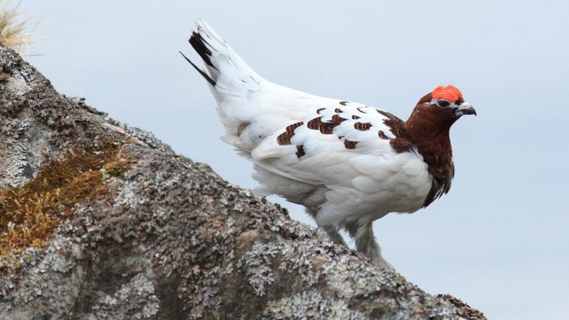 Moorschneehuhn