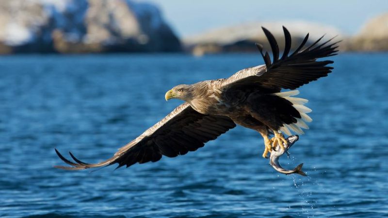 Seeadler fliegt über dem Meer