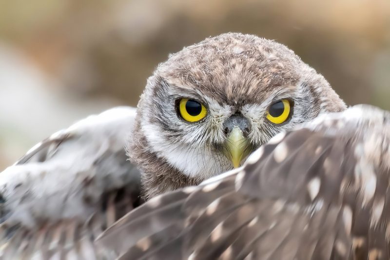 Steinkauz, Goldschakal, Murmeltier: Das sind die Gewinner und Verlierer unter den Wildtieren 2025