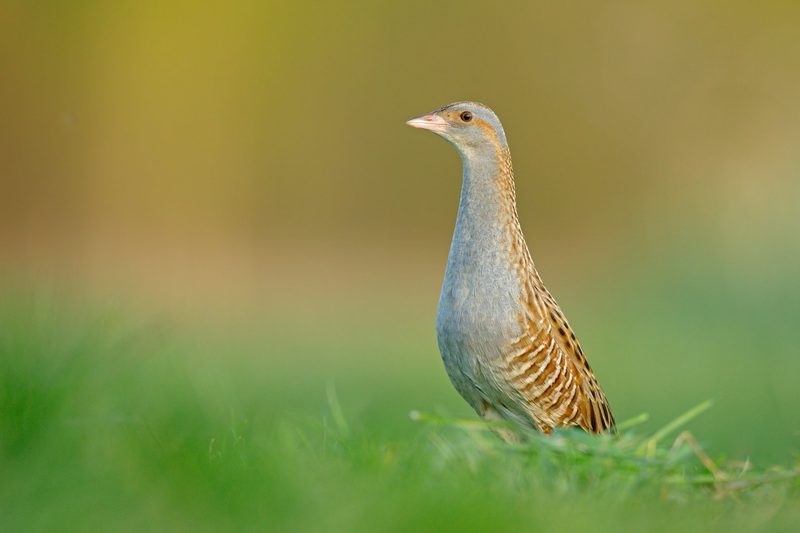 Steinkauz, Goldschakal, Murmeltier: Das sind die Gewinner und Verlierer unter den Wildtieren 2025