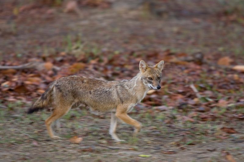 Steinkauz, Goldschakal, Murmeltier: Das sind die Gewinner und Verlierer unter den Wildtieren 2025
