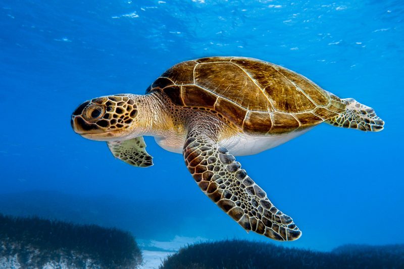 Steinkauz, Goldschakal, Murmeltier: Das sind die Gewinner und Verlierer unter den Wildtieren 2025