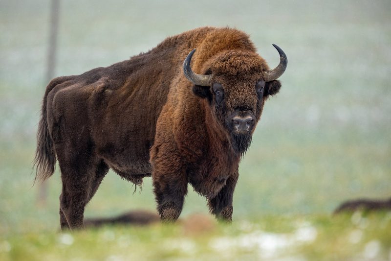Steinkauz, Goldschakal, Murmeltier: Das sind die Gewinner und Verlierer unter den Wildtieren 2025