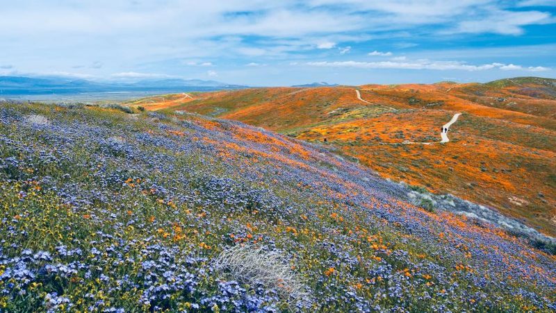 Antelope Valley in Kalifornien während Superbloom