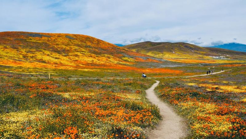 Antelope Valley in Kalifornien während Superbloom