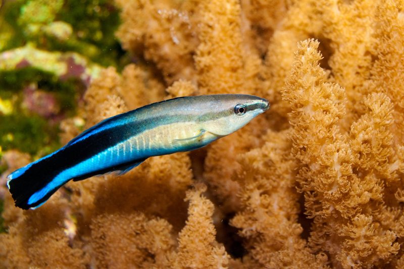 Putzerfische können sich selbst erkennen
