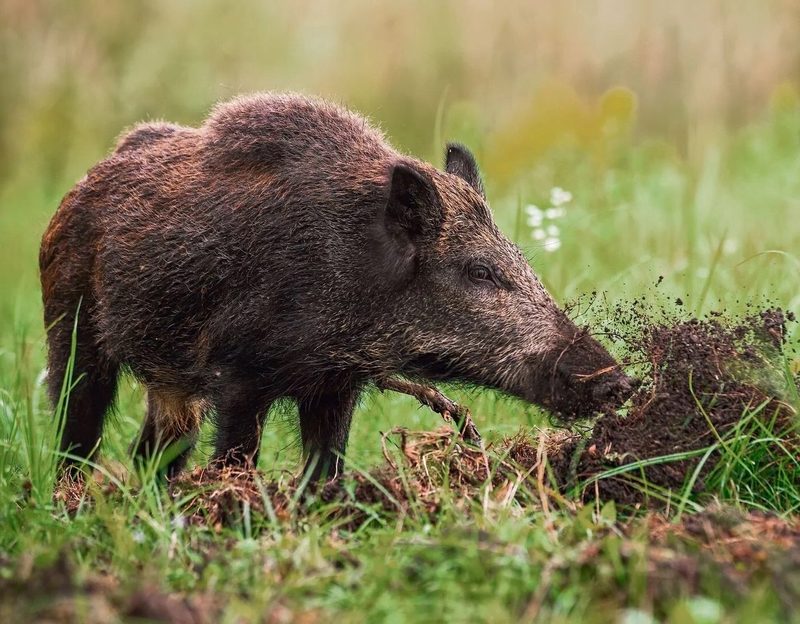 Ein Schwein erobert die Schweiz