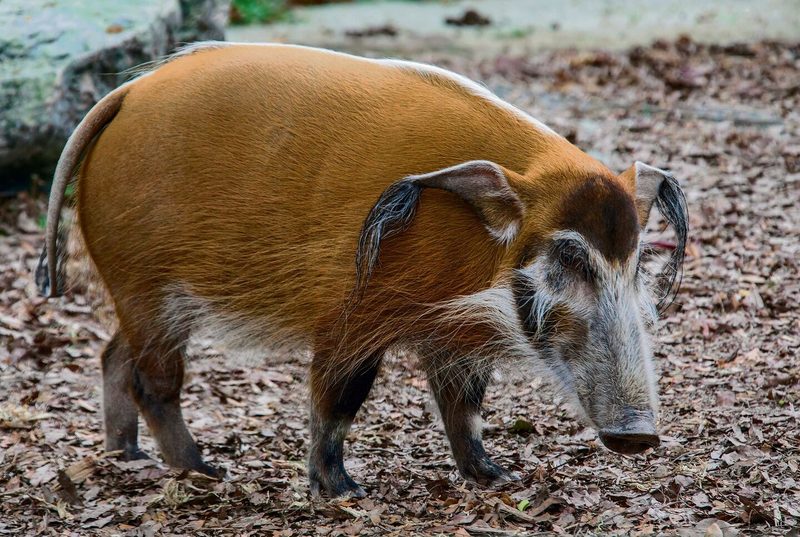 Pinselohrschwein