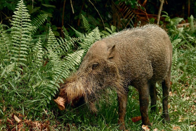 Bartschwein