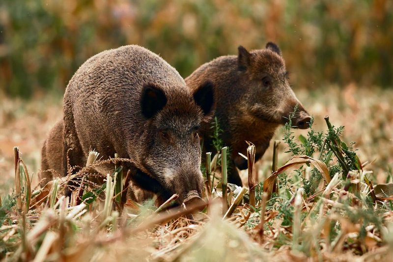 Wildschwein Feld