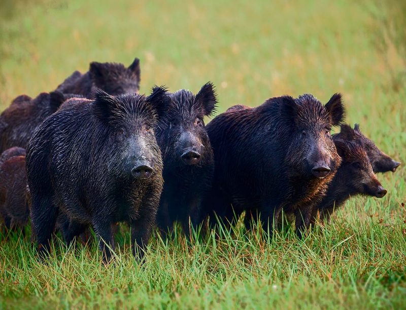 Wildschweine verursachen grosse Schäden auf Wiesen und Weiden.