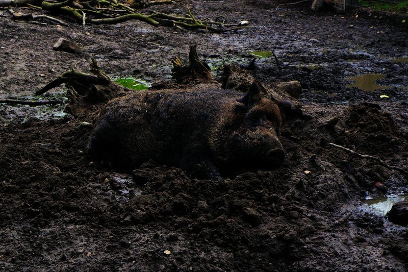 Wildschweine suhlen sich, um Parasiten loszuwerden.