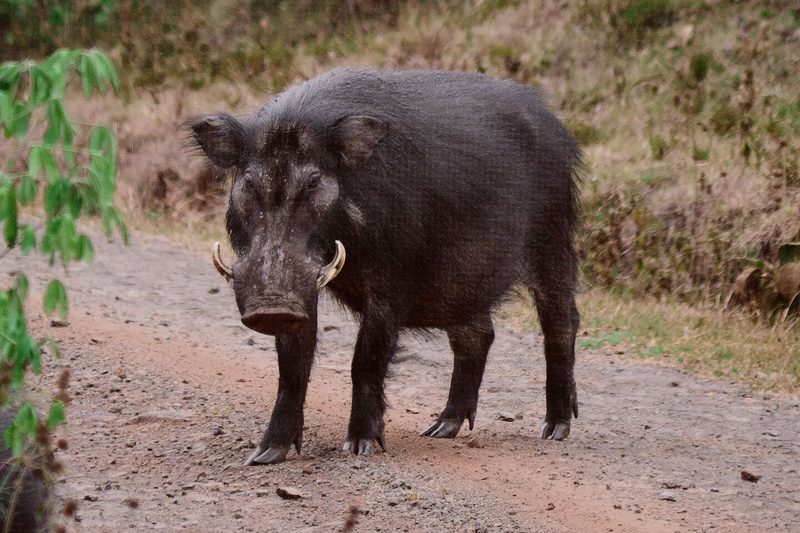Riesenwaldschwein