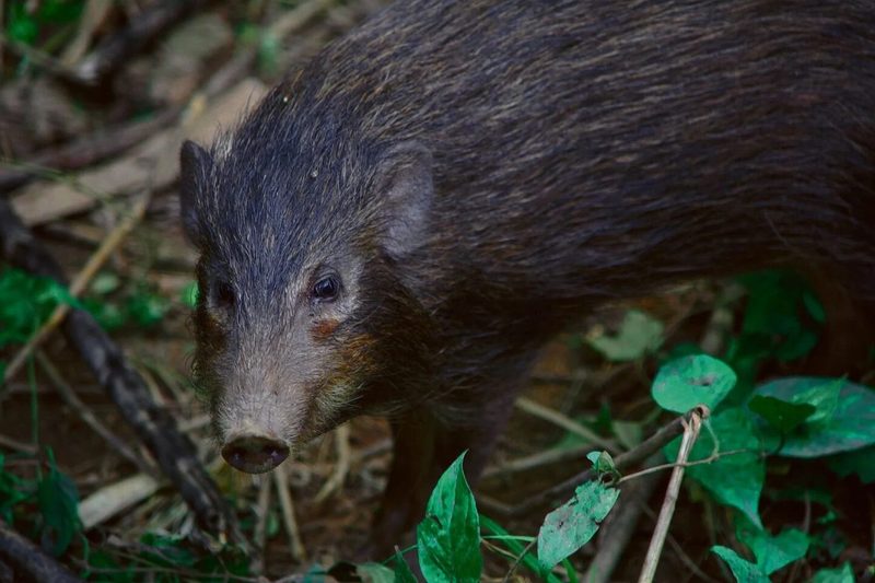 Ein Schwein erobert die Schweiz