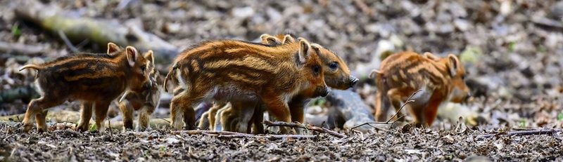In freier Wildbahn paaren sich Wildschweine fast das ganze Jahr.