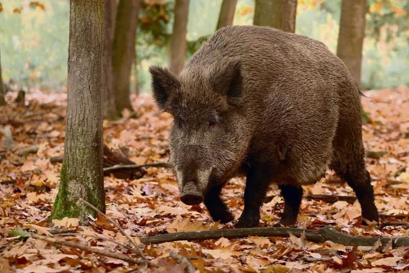 Wildschwein Wald